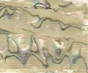 Abalone veneers sheets for inlay