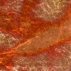 Variegated Red rolls of ribbon leaf